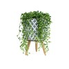 Senecio Rowleyanus-İnci Tanesi